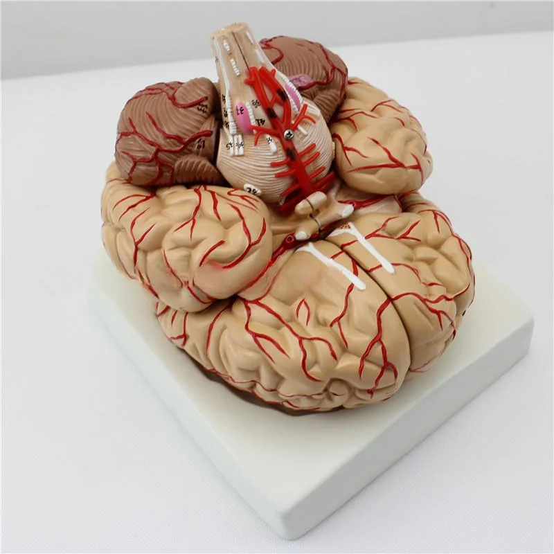 

9 parts Brain Anatomical model Brain Cerebral Artery with nerve system structure model High quality