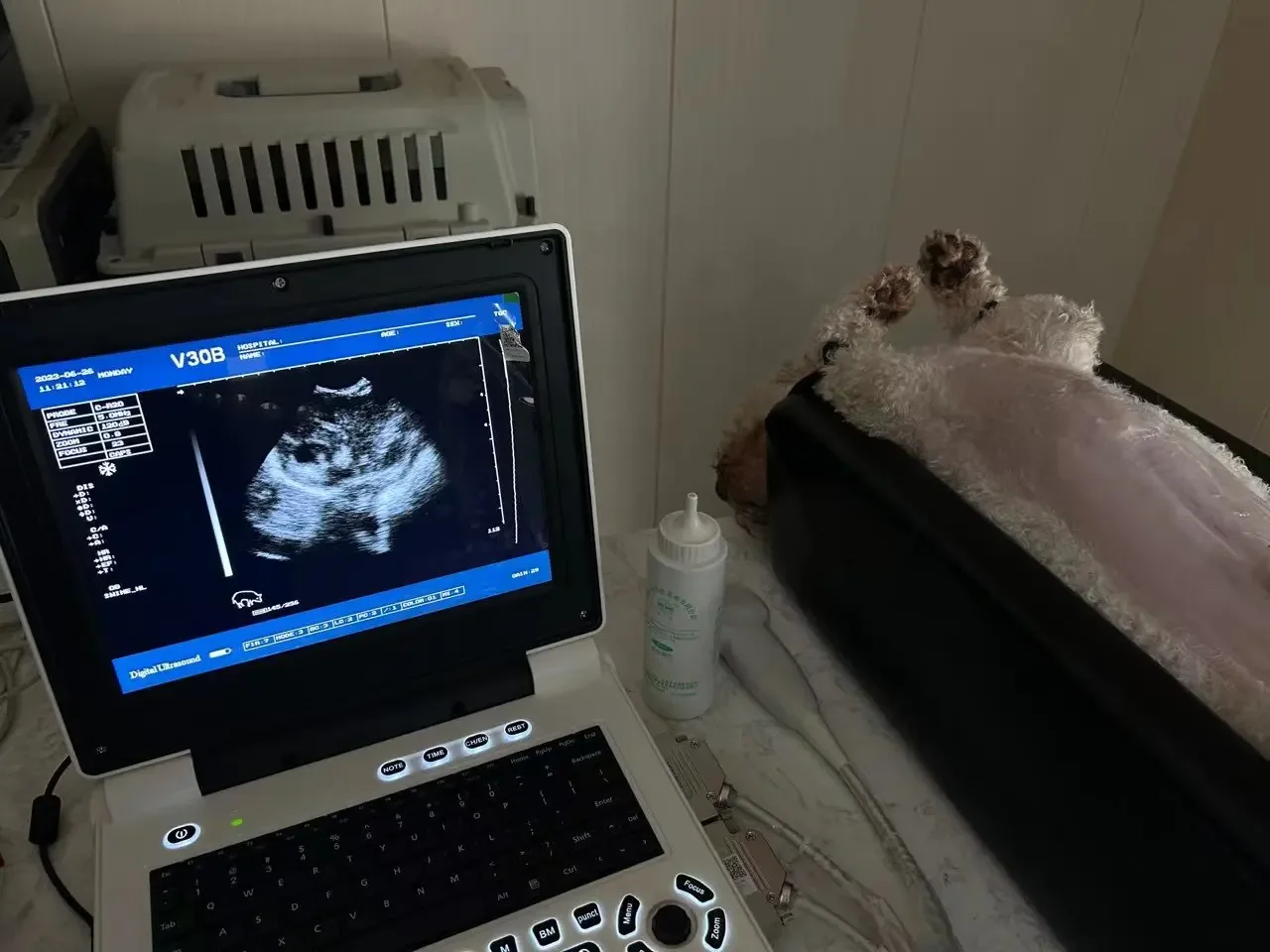 Ultrasound Scanner Veterinary Machine Laptop 12 Inch Portable Black White Doppler Farm Animals Convex Probes