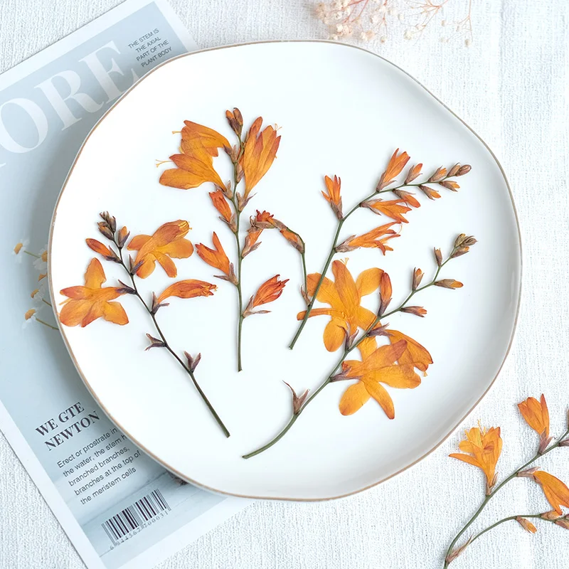 5-10cm/12pcs,natural pressed orchid Flower,dried renanthera branches DIY photo frame bookmark desk lamp phone case decorations