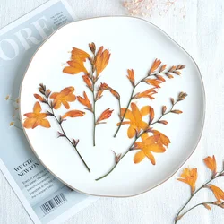 5-10cm/12pcs,natural pressed orchid Flower,dried renanthera branches DIY photo frame bookmark desk lamp phone case decorations