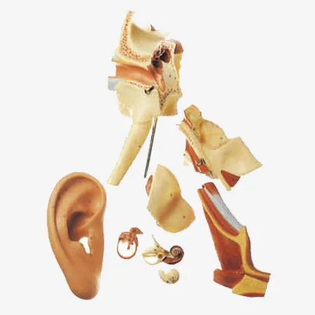 Enlarged Detachable Ear Model,Human Ear Anatomy Model