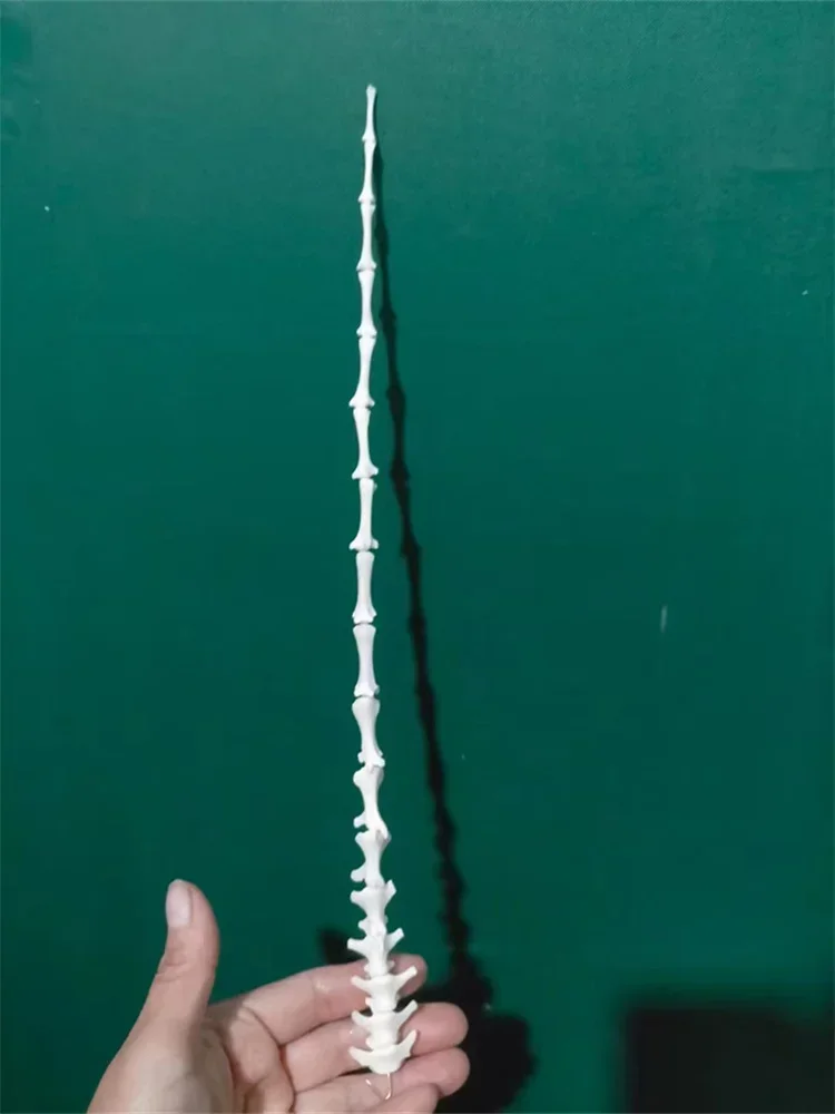 

30CM Taxidermy Real Bone Animal Skull, Animal Tail Bone Fox Tail Bone Home Decor, Specimen Collectibles