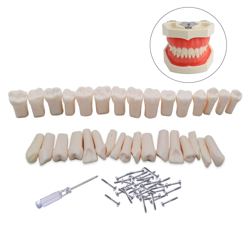 28/32pcs Dental Teeth Model For Typodont Screw-in Replacement Teeth fit Type Dentistry Preparation Training Teaching Simulator