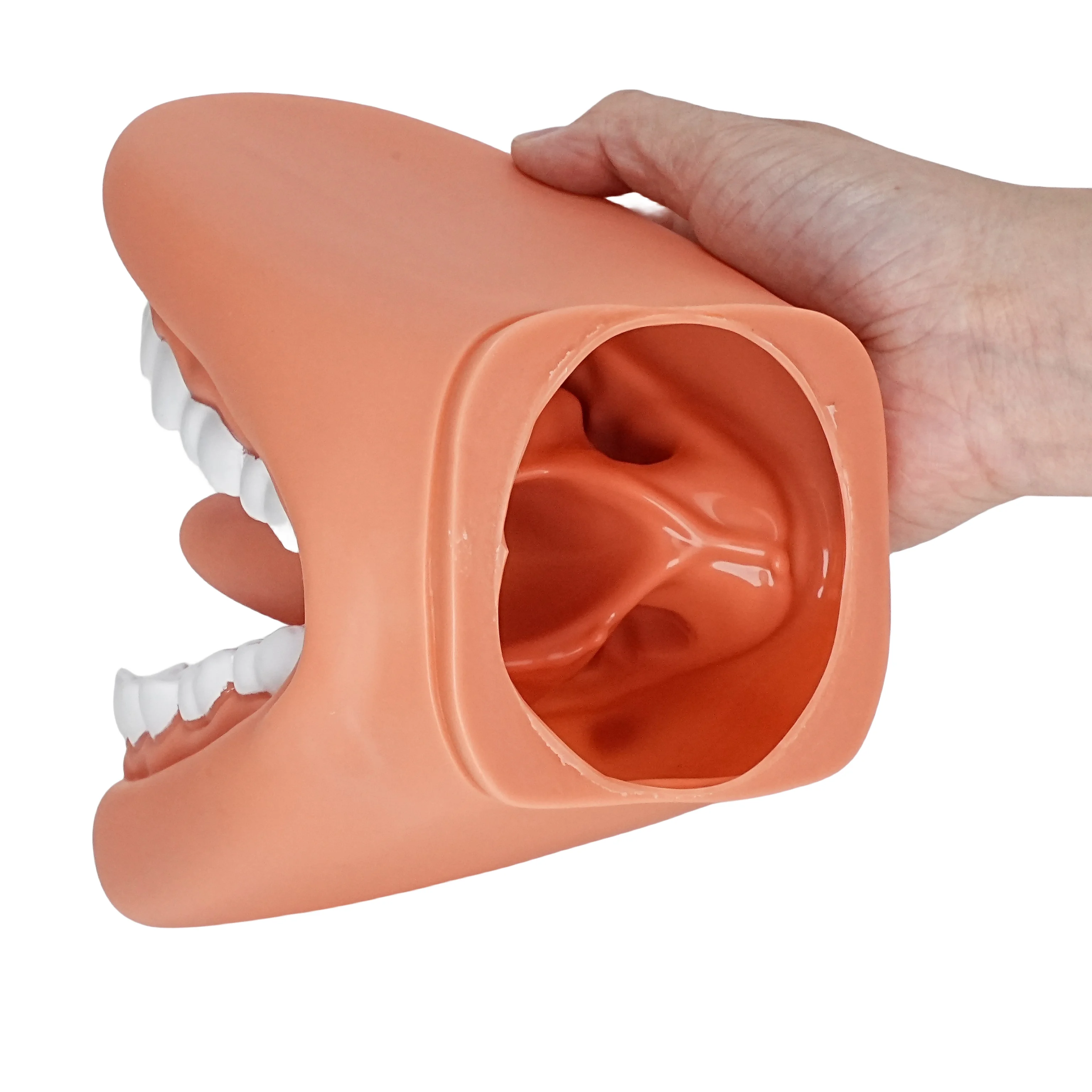 Imagem -03 - Mouth Model For Speech Kids Hand Puppet Dentes Cuidado Modelo 28 Dentes