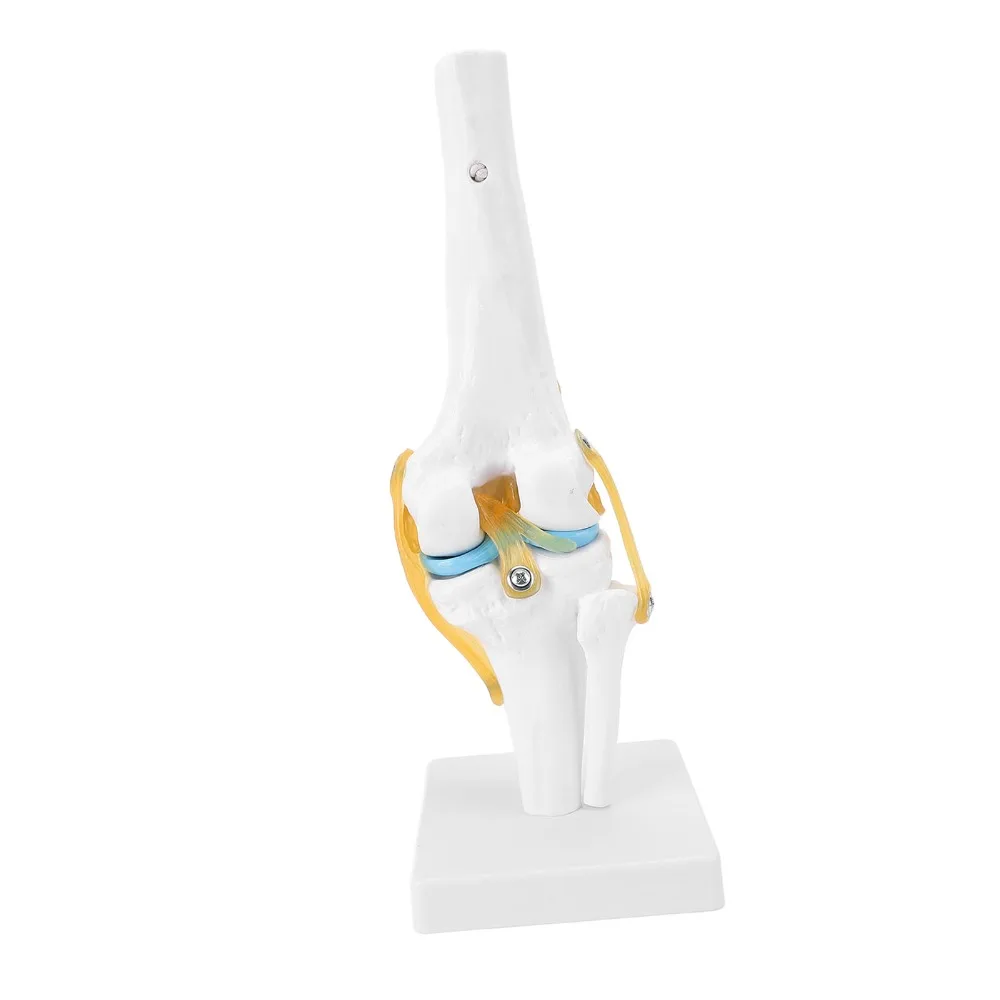 PVC Human Knee Joint Model Anatomical Shape Life Size Knee Bone Model Multi Colors Detachable Structure