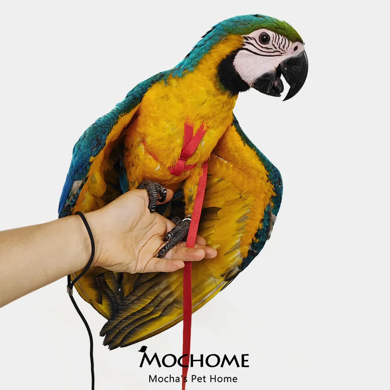 Medium And Large Pa…