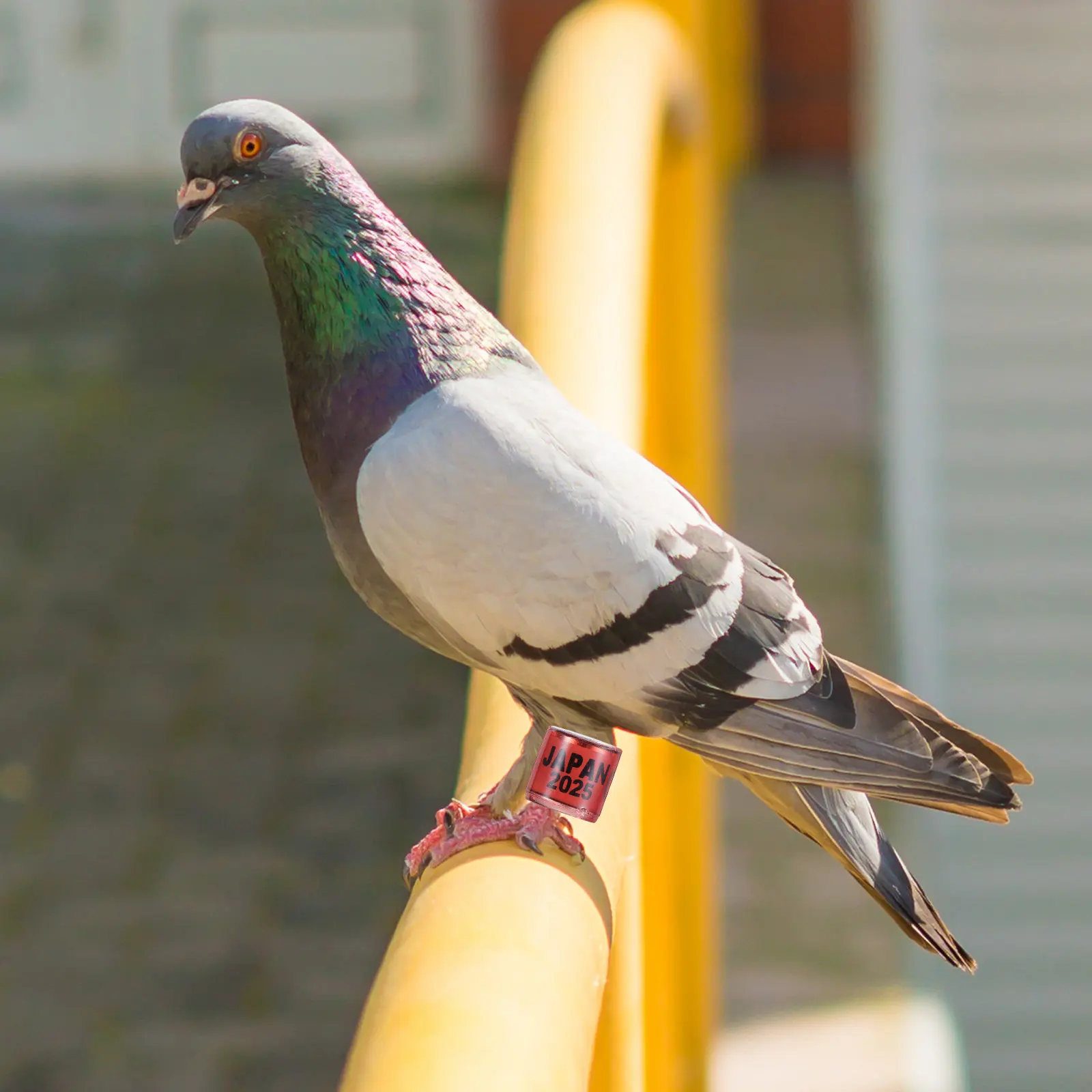 50Pcs Plastic Pigeon Leg Bands Foreign Pigeon Racing Bands Standard Size Leg Rings for Breeding Homing Pigeons Bird