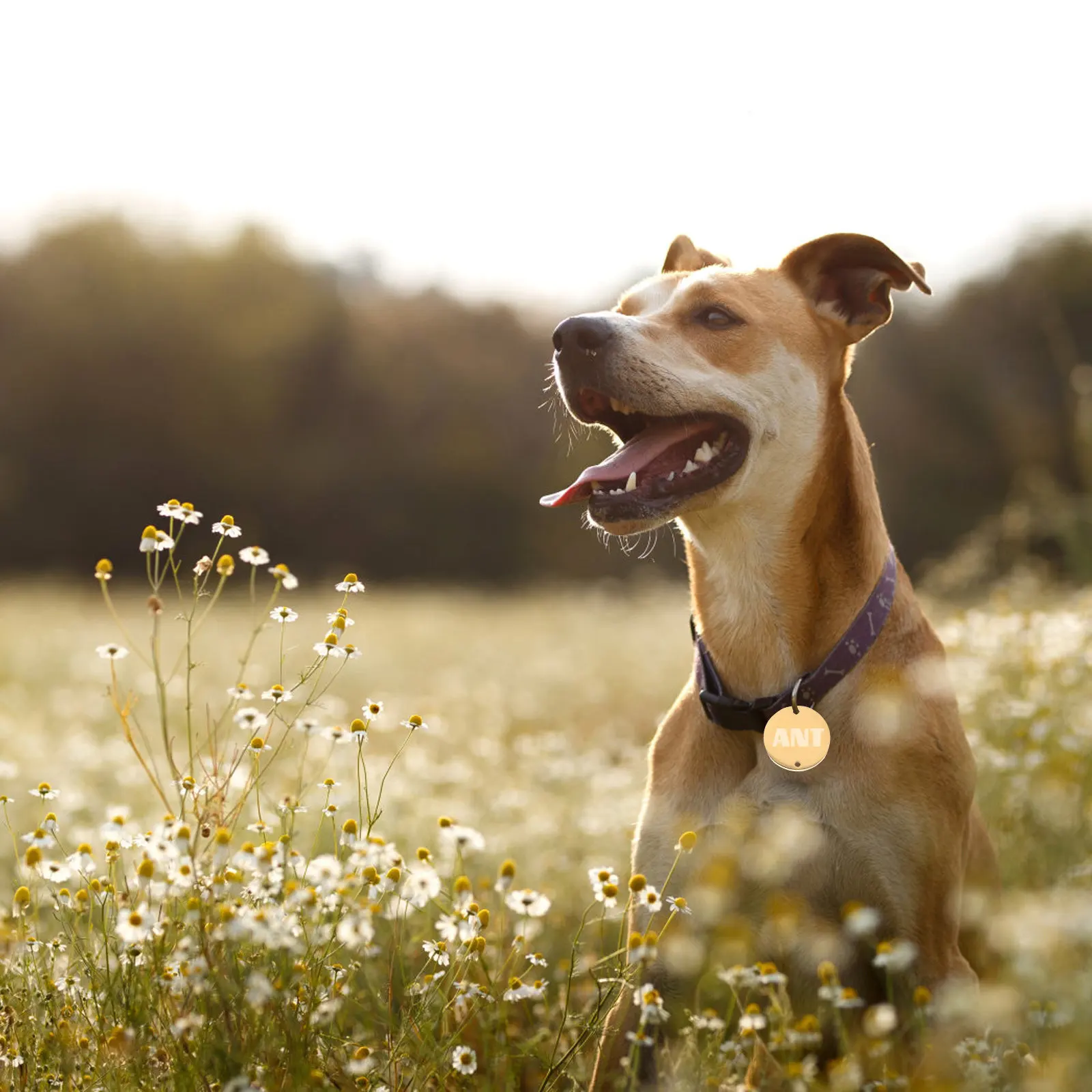 

Набор из 6 круглых жетонов из нержавеющей стали для гравировки: пустые подвески для имен питомцев, адреса, идентификационные бирки от потери, заготовки для самостоятельного изготовления украшений и штамповки