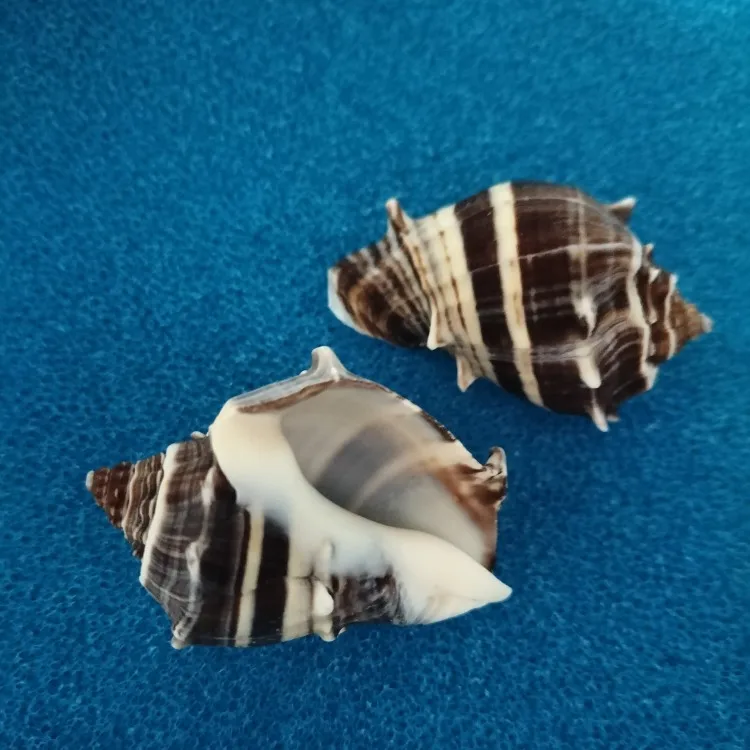 Babylonia Lutosa Shells 5-7CM Natural Hermit Crab Shells Pretty Turbo Beach Crafts Nautical Decor Beach Wedding Fish Tank