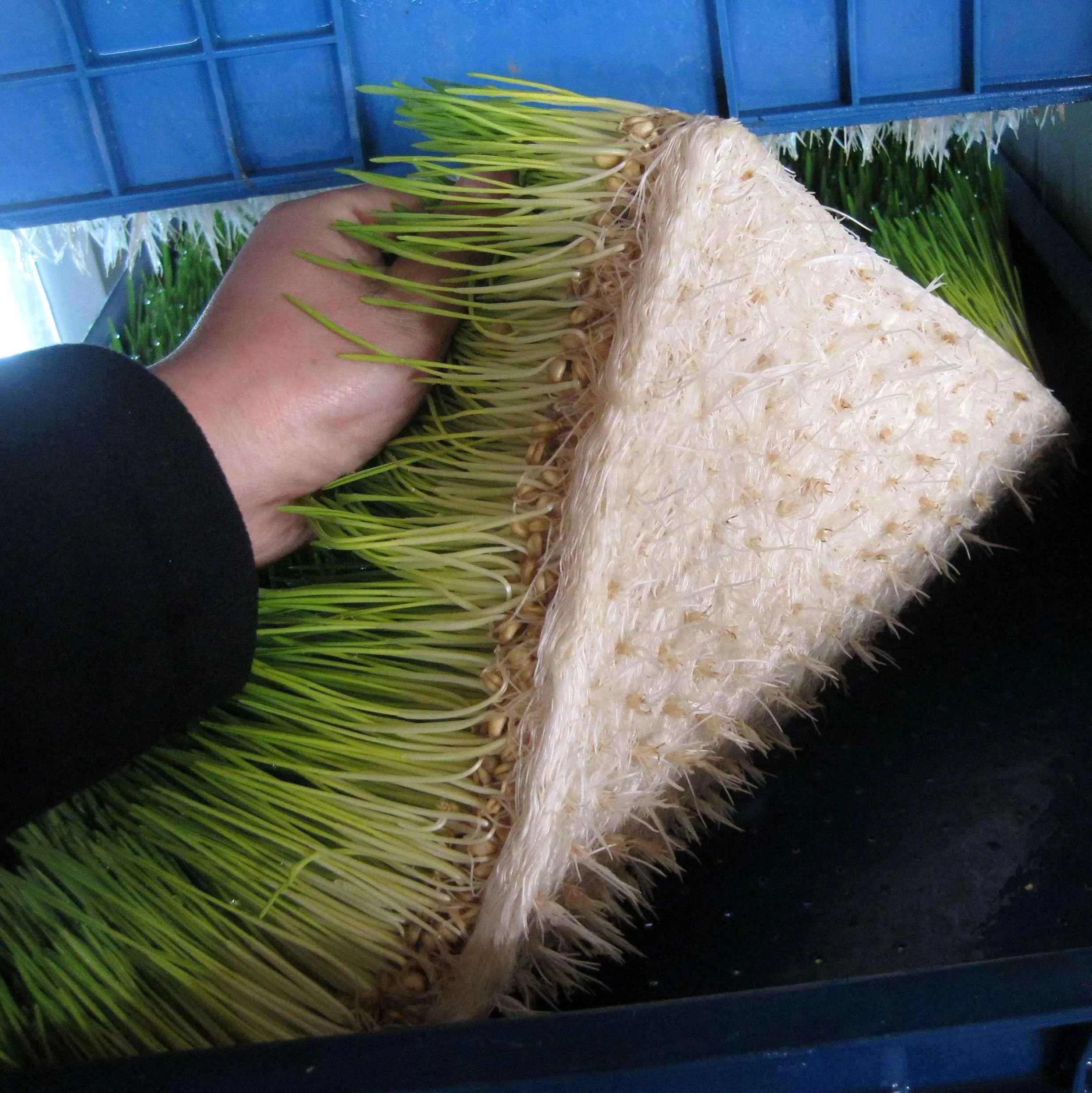 Hydrokultur-Bohnen- und Erdnuss-Sprosmaschine von bester Qualität