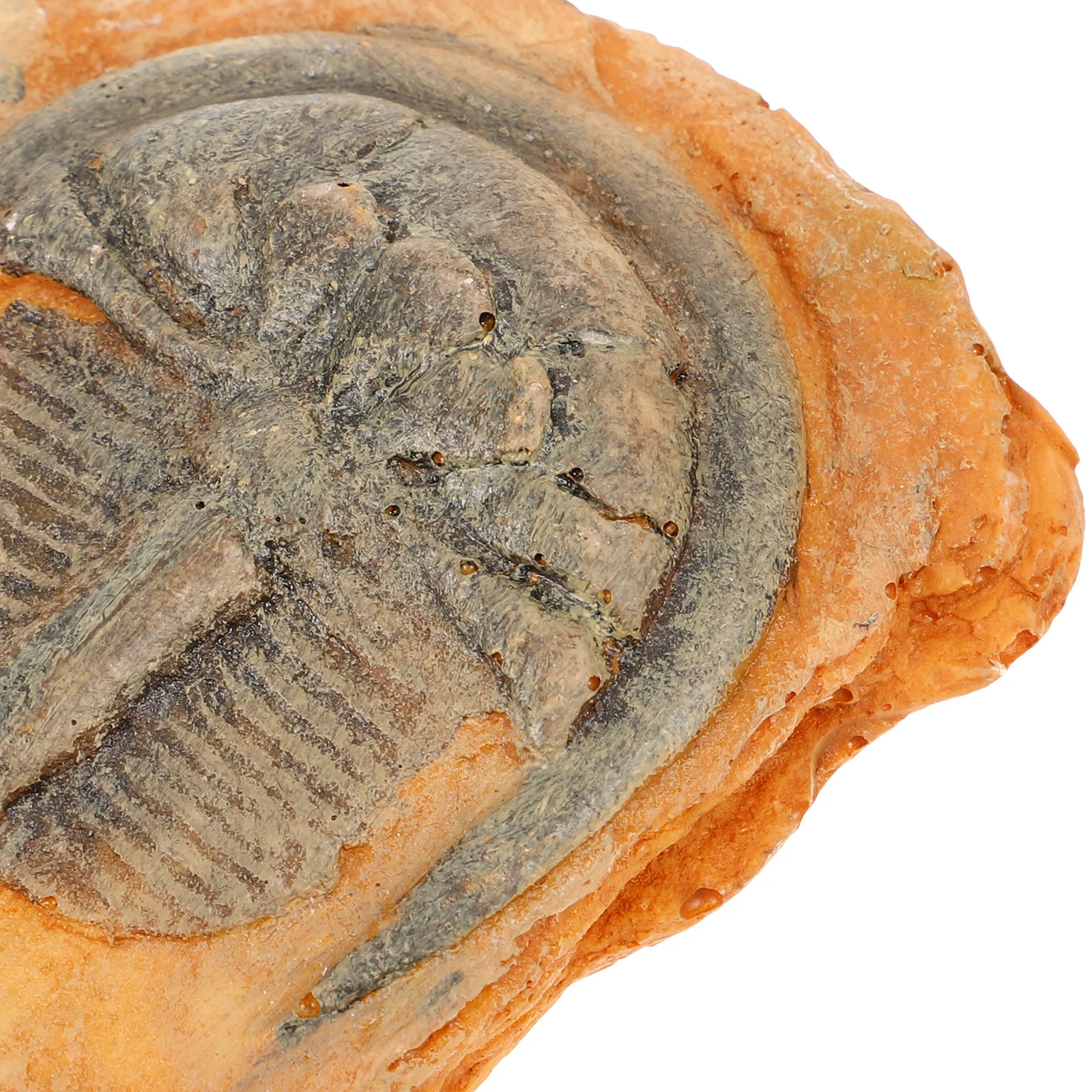 

Decor Insect Specimen Paleontological Ornament Teaching Collection Science Decoration Specimen Gift Home Outdoor Rock