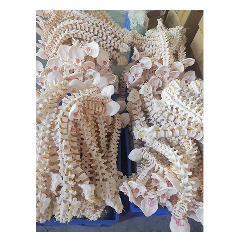 골반 뼈 골격이있는 45CM 인간 척추 모델 인간 해부학 해부학 척추 모델 척추 모델 + 스탠드 Fexible