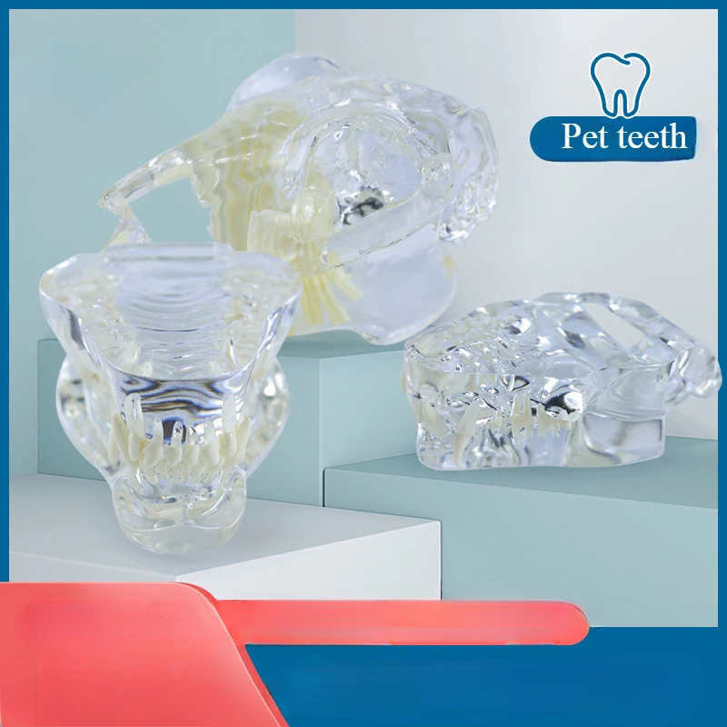 Dental Dog Cat Shape Teeth Model Pet Animal Oral Teaching Mold Teeth Model Dog Teeth Transparent Resin Dental Model Removable