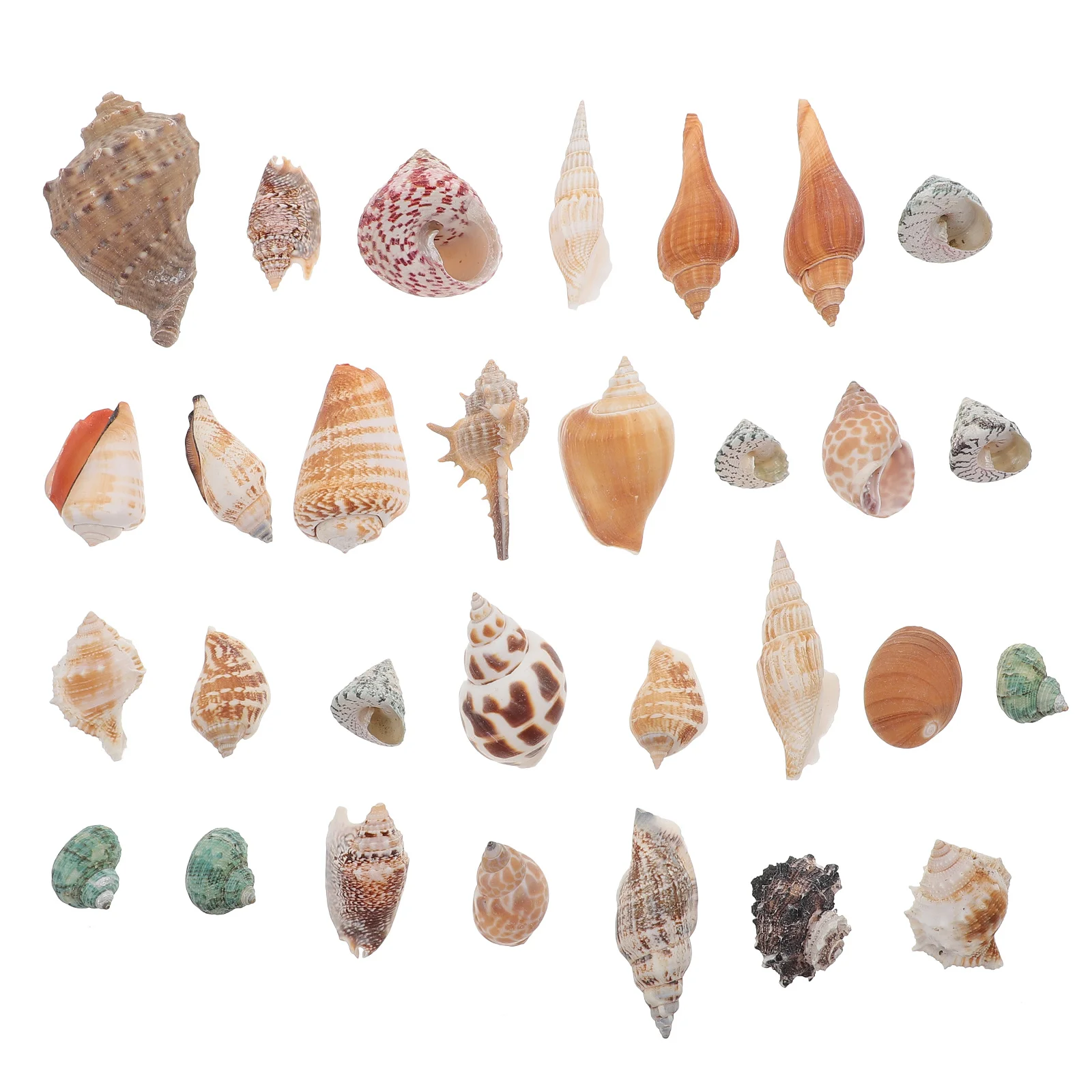

1 set 1 Set Fish Tank Conch Decor Natural Sea Shell Aquarium Landscaping Ornaments Safe Environmentally Friendly Desktop Couch