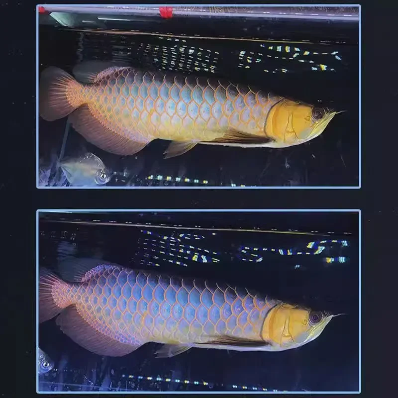 

Arowana LED Fish Tank Light For Submersible ,Aquarium Light,2 Lighting Modes Golden and Blue,6000K/10000K,32cm to 172cm 5-45W