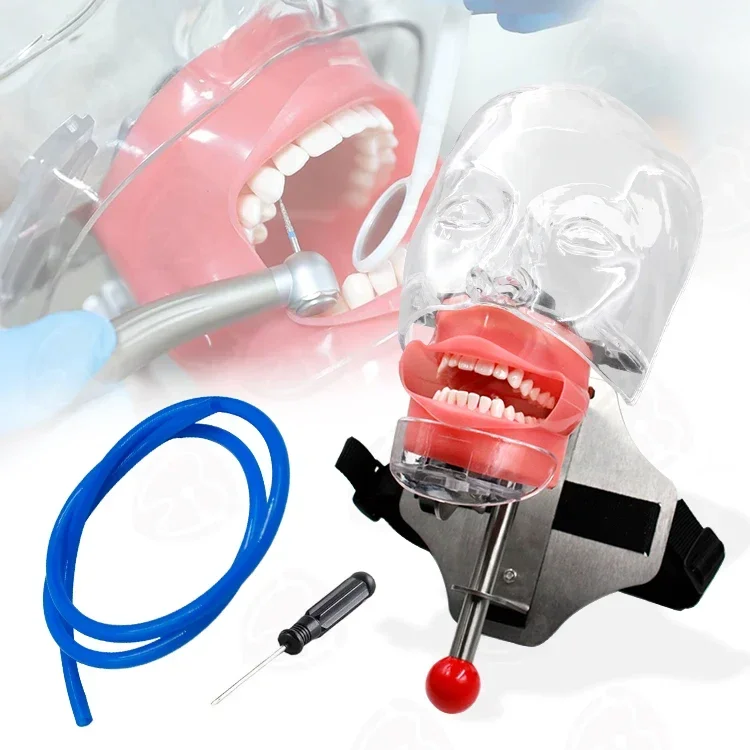 Factory Price dentals Equipment Head Mold Direction Can Be Adjusted Phantom Head dentals For dentals Clinic