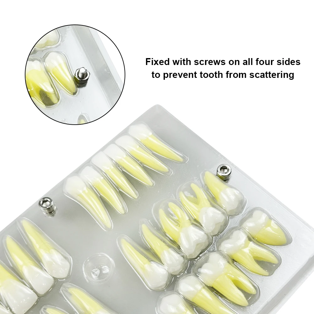 32pcs/Set 2.5 Times Permanent Teeth Model Dentistry Simulation Isolated Teeth Dental Teeth Teaching Model For Education Studying