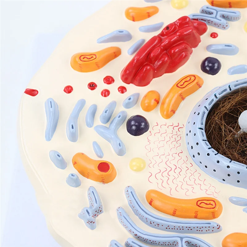Animal Cell Model Microstructure Anatomical Model Middle School Biology Teaching Biological Cell Equipment Model