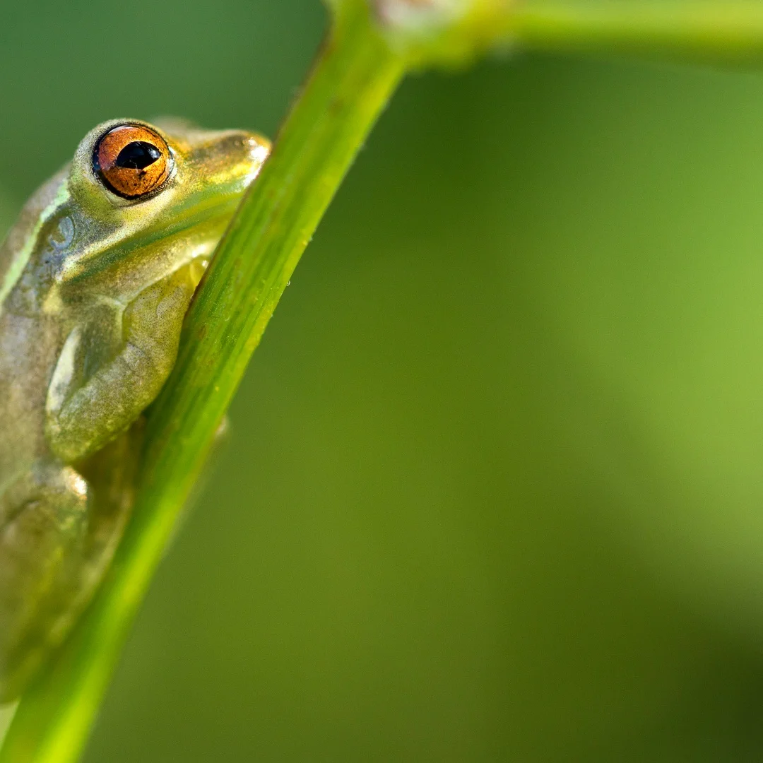 

8,4-дюймовый экран для Maserati Levante 2016-2021 Android 13, автомобильный GPS Navi, автомультимедийный радиоплеер, головное устройство, стерео DSP