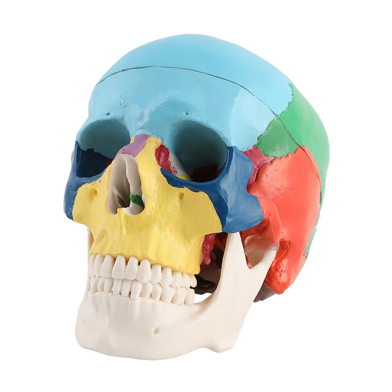 

Human Adult Colored 1:1 Life Size Detachable Skull Model Head Anatomy Assembly Medical Teaching Tool Dentist used Oral Cavity