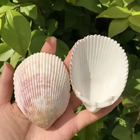 쉘 소라, 소라, 코클, 어항 장식, 산호 아쿠아스케이프 촬영 소품, 지중해 스타일 장식품
