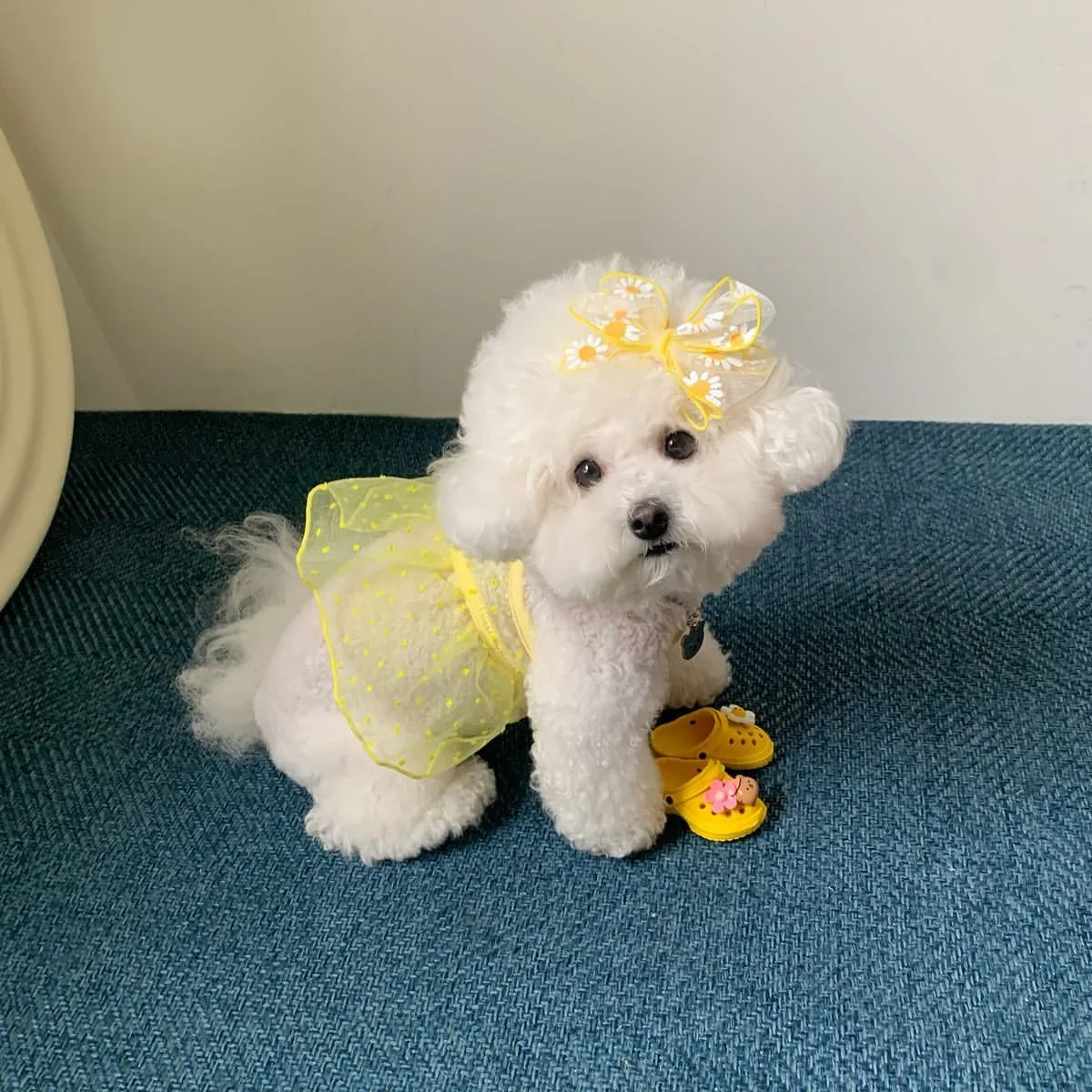 

Spring Summer Dog Breathable Mesh Skirt Teddy Summer Dress Pomeranian Solid Color Dress Bichon Cute Halter