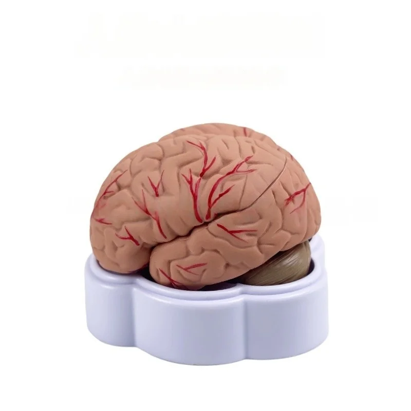 Life-Size 8-Part Magnetic Brain Model-Color-Coded Neurovascular Assembly Neuroscience Training Surgical Planning JVLAB