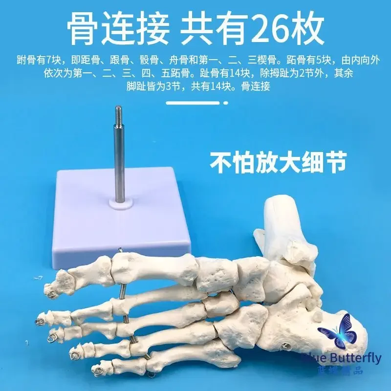 Foot Bone Model, Bone Model, Adult  Joint Function Model, Human  Joint Without Ligaments
