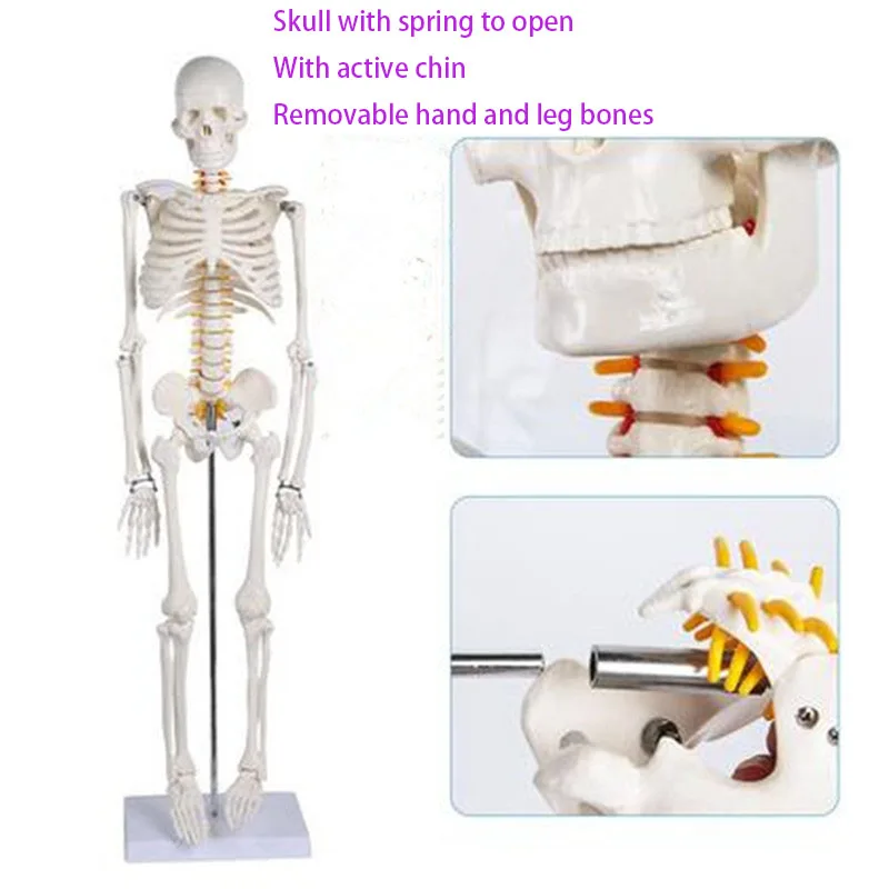 Human Skeletal Model  With Removable Muscles  Spine 1: 1 Medical Whole Body Simulation Art