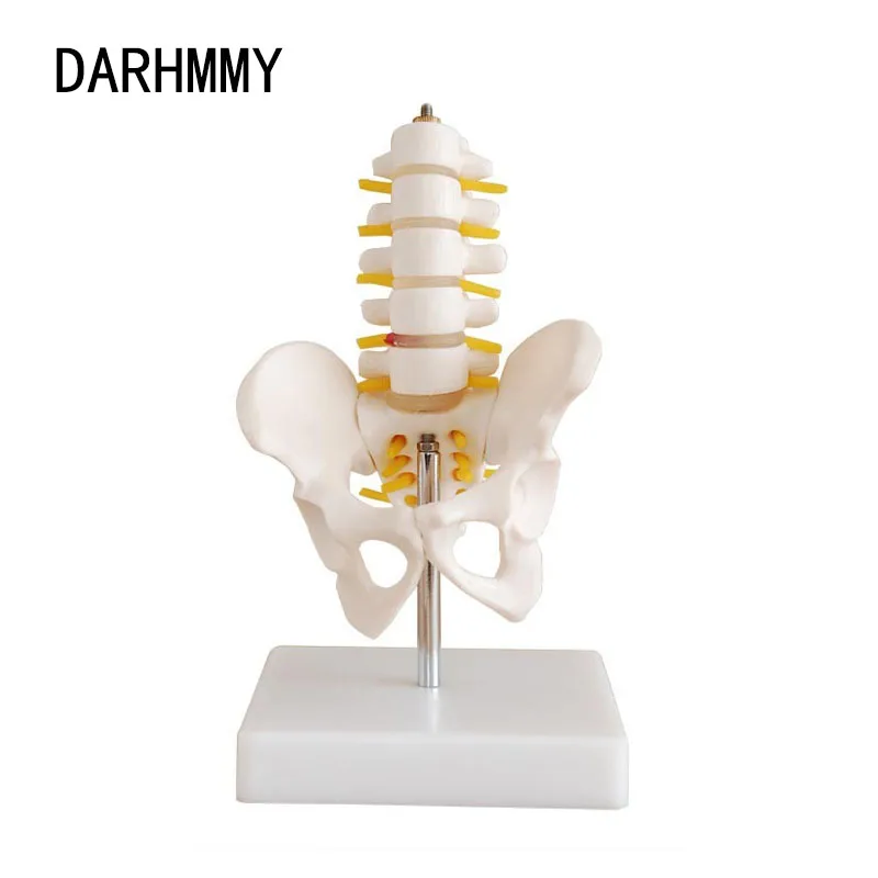 

DARHMMY Mini Human Pelvic With Five Lumbar Vertebrae and Femur Spinal Column Spine Model Skeleton Anatomy Educational Equipment