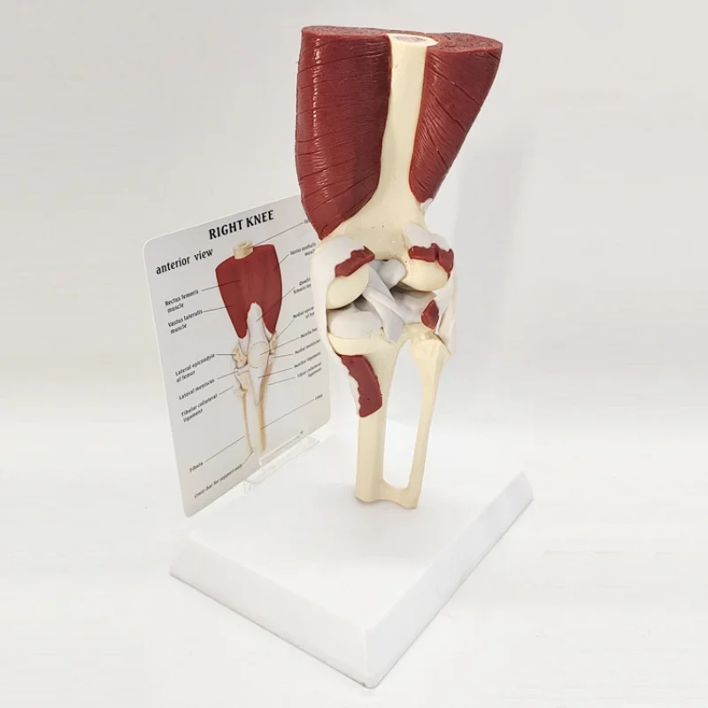 

High quality knee joint ligament movement function model