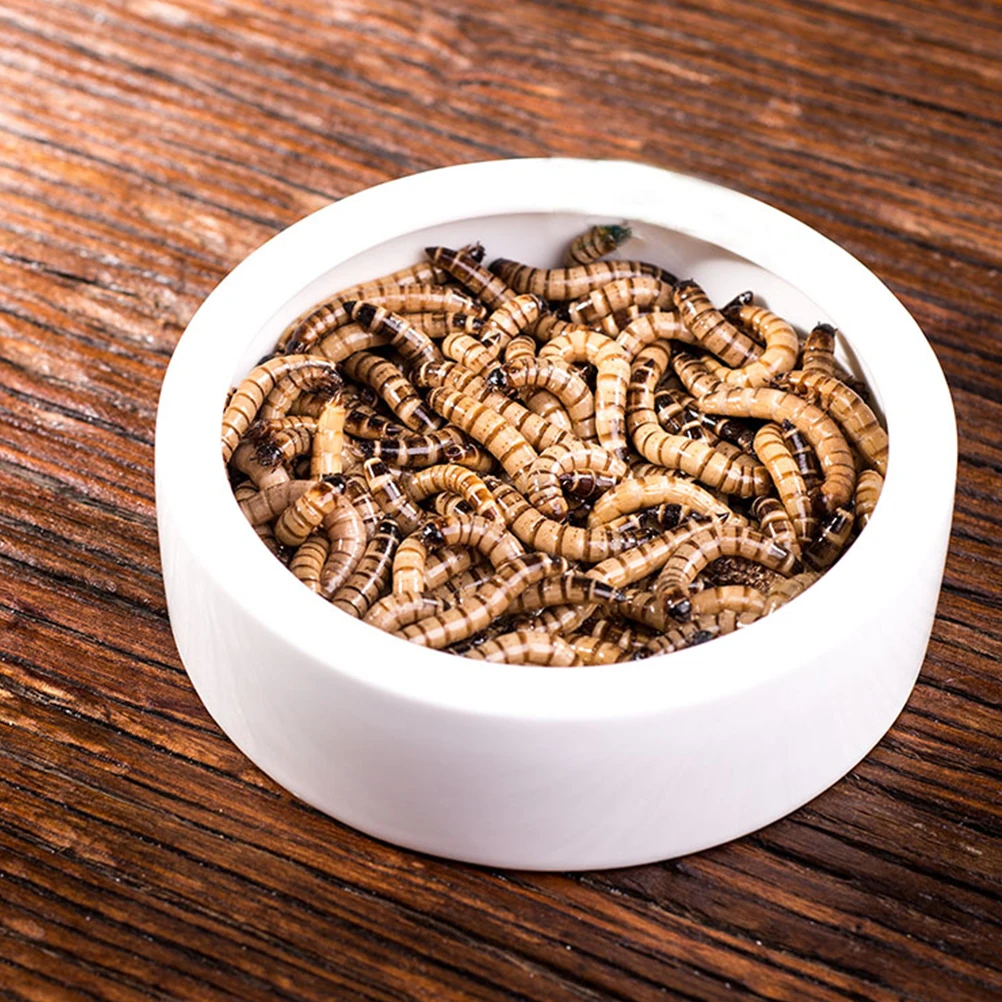 

Multipurpose Ceramics Feeder Bowl 95x95x3cm Shrimp Fish Reptile Use Smooth High Brightness Ornamental Supplies