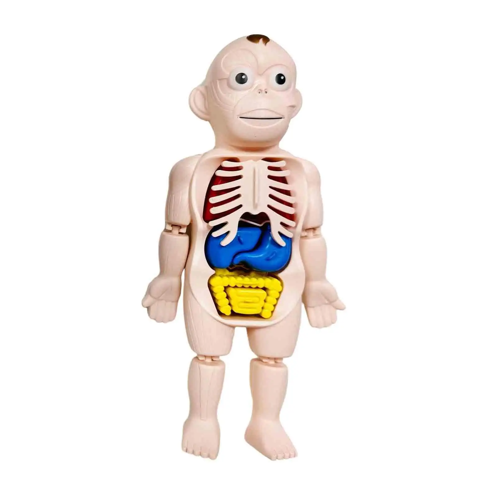 Interactive Human Model for Kids - Educational Body Parts Exploration Kit