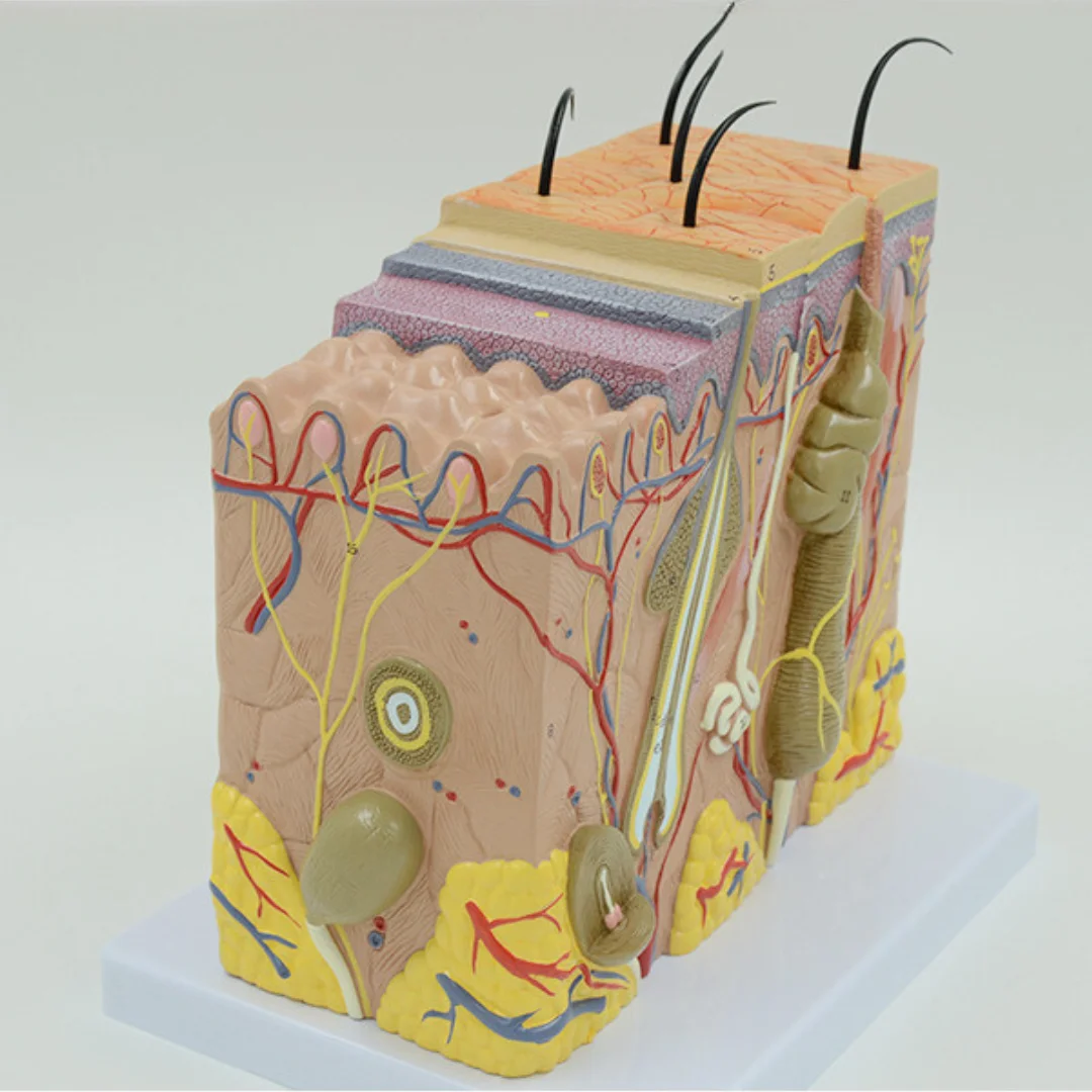 Enlarged Model of Human Skin Tissue Structure Medical Science Supplies Anatomia Simulator for Medico Medicine College School Bio