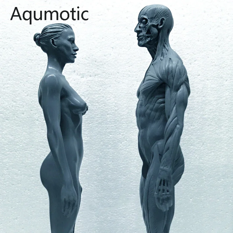 Aqumotic Simulation Mannequin Medical Sculpture CG Reference Model Resin Male Human Bones Skeleton Anatomy Female