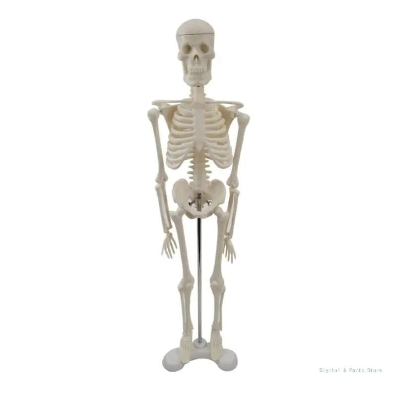 

M17F Mini Human Skeleton Model with Movable Arms and Legs, Scientific Model for Study