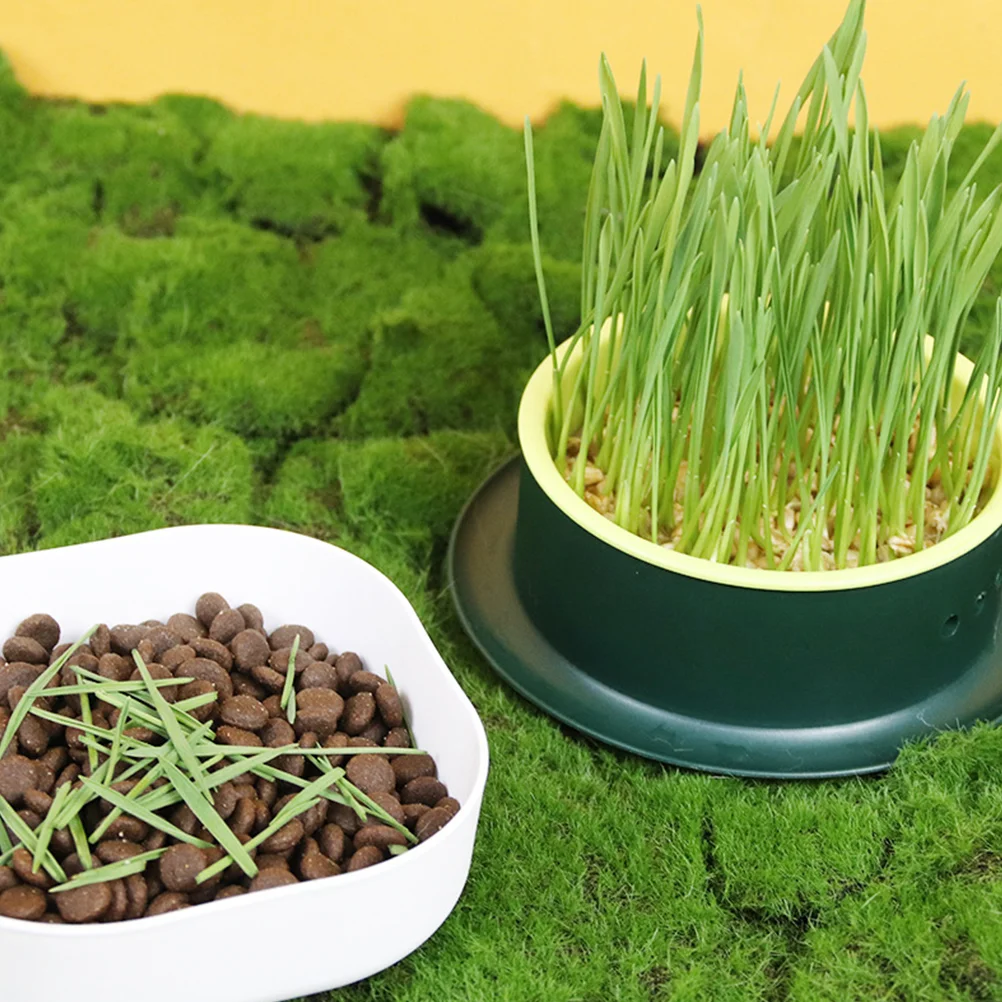 Cat Grass Grower Soilless Hydroponic Cat Grass Seed Box Set Catnip Plant Pot for Pet Creative Planter Nursery Indoor Pots