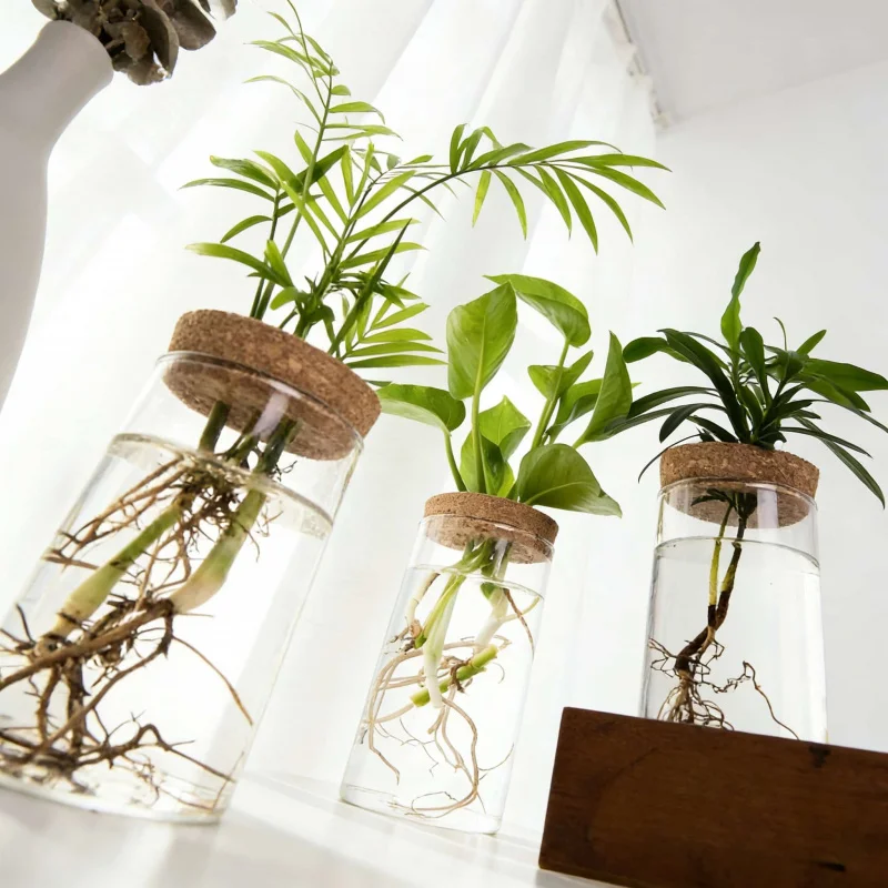 

Transparent Glass Hydroponic Vase1-2PCSHome Decoration Office Green Plant Rooting Container Desktop Ornament