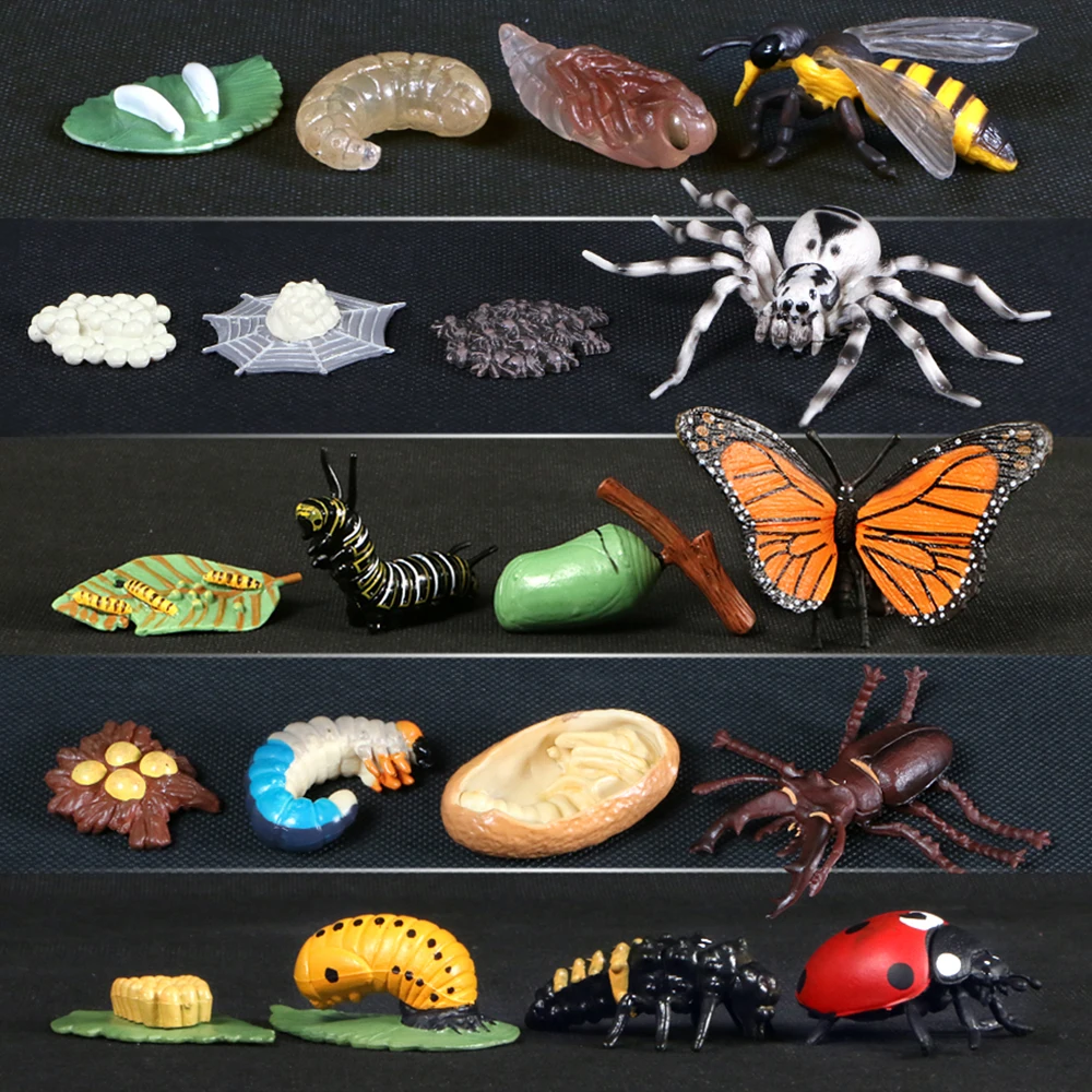 Simulation Animals Growth Cycle Butterfly Ladybug Chicken Dragonfly Frog Life Cycle Figurine Model Early Education Kids