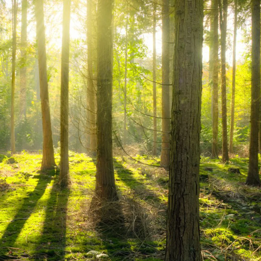 New product forest trees