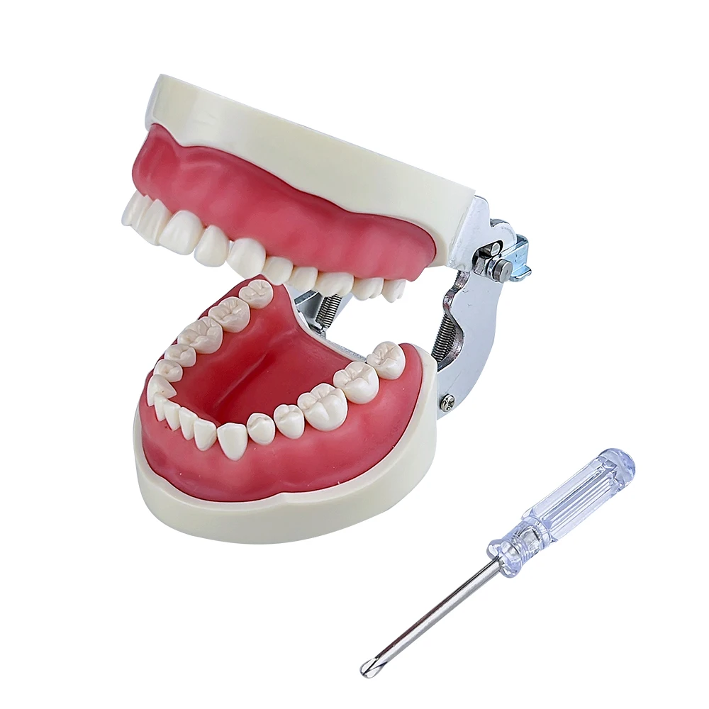 Dental Teeth Model Practice Jaw Typodont Head Model Training Simulation Phantom Practice Silicone Mask Holder Decor Study Teach