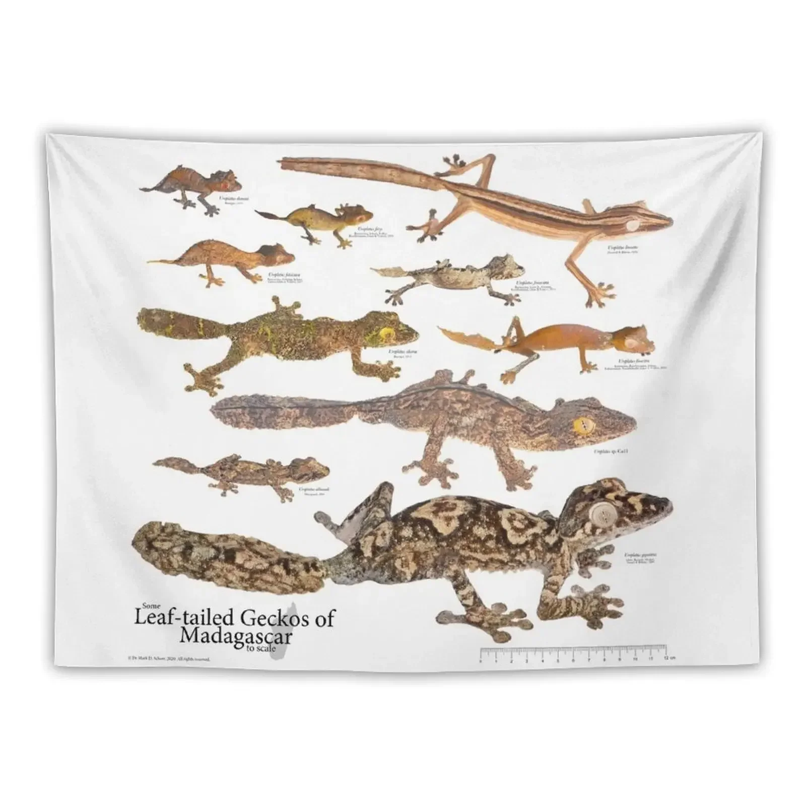 Some Leaf-Tailed Geckos of Madagascar to Scale, Version 1.0 Tapestry Bedrooms Decor Bedroom Organization And Decoration Tapestry