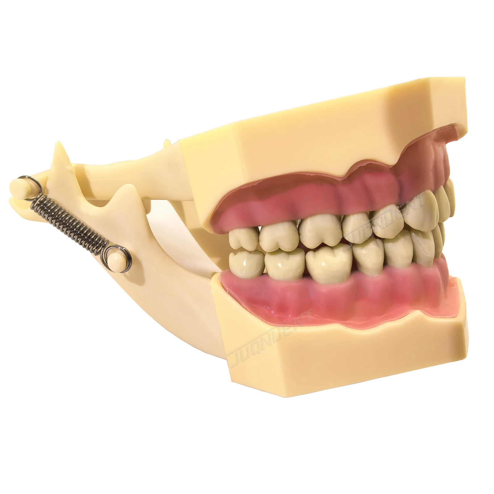 Frasaco AG3 Typodont Model With 32Pcs Screw-in Removable Teeth Used For Endodontic and Prosthodontic Teaching Training M8014-2