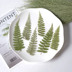 18pcs/4-15cm,Nature pressed Lace fern leaves,Different sizes green fresh plant diy mobile phone shell resin glue bookmark cards
