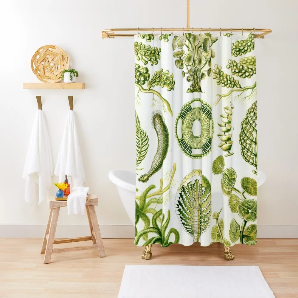 

Haeckel Siphoneae Drawing Shower Curtain In The Bathroom Cover For Bathroom Shower Waterproof Shower And Anti-Mold Curtain