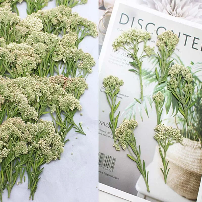 60pcs 5-8cm Pressed Dried Ozothamnus Diosmifolius Rice Flower Plant Herbarium For Jewelry Postcard Bookmark Phone Case DIY