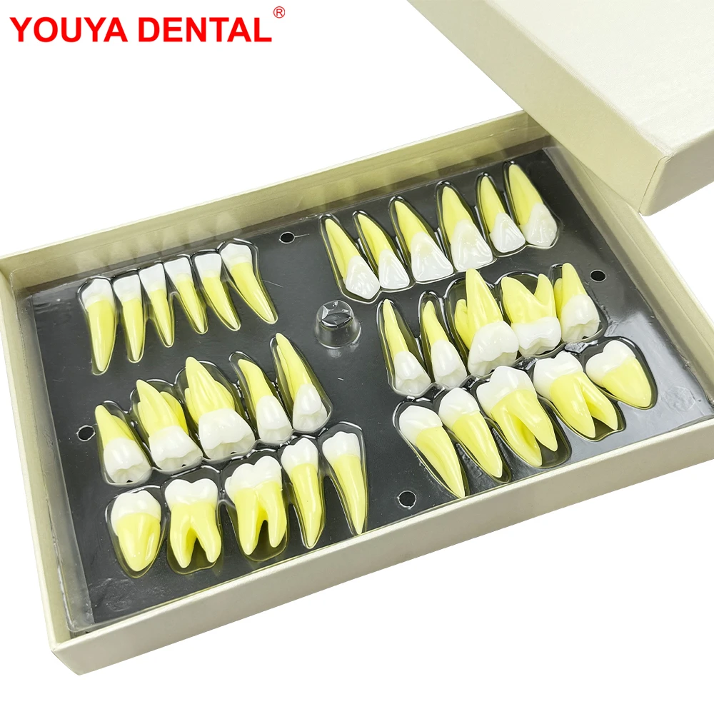 

32pcs/Set 2.5 Times Permanent Teeth Model Dentistry Simulation Isolated Teeth Dental Teeth Teaching Model For Education Studying