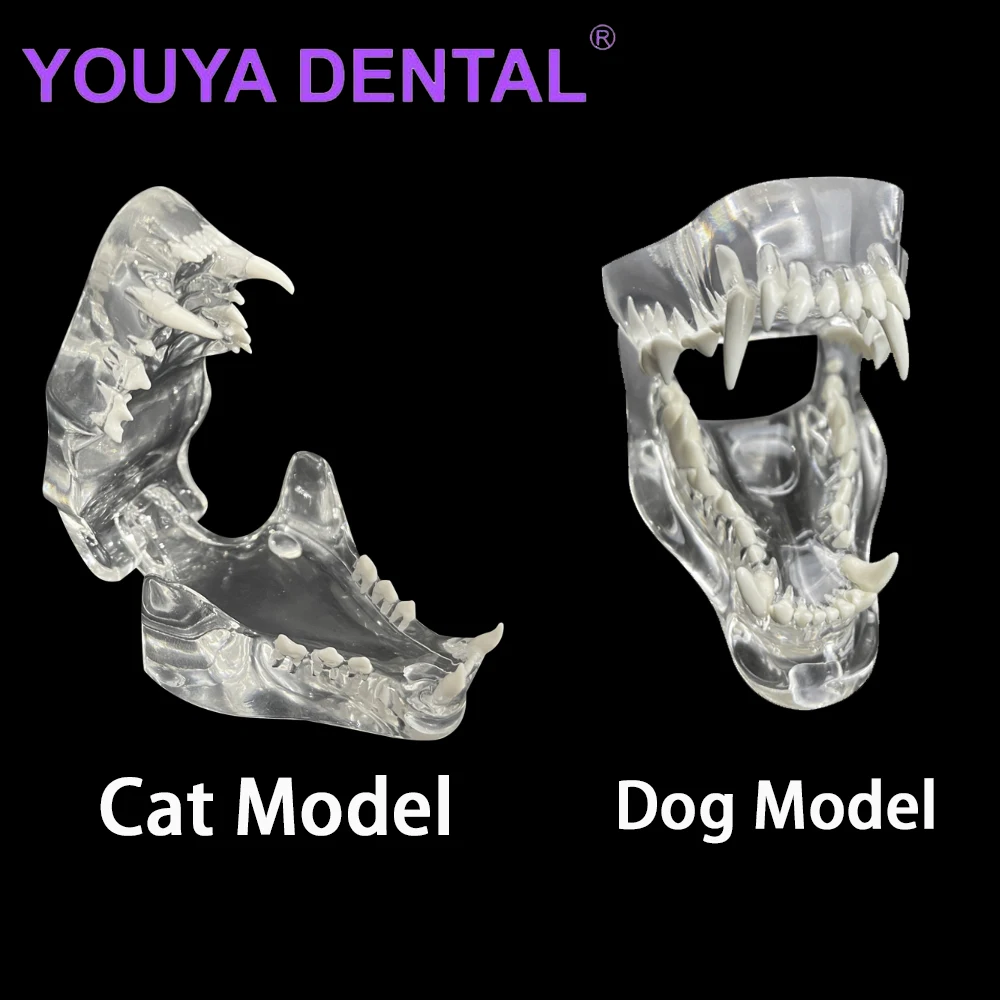 

Dental Dog Cat Clear Teeth Skull Model Canine Animals Oral Tooth Jaw Anatomical for Veterinary Education Clinic Demo Decoration