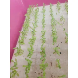 30*20cm Hydroponic Vegetable Sponge Superabsorbent 96 Wells Nursery Sponge Plant Flower Without Edges Seedling Equipment