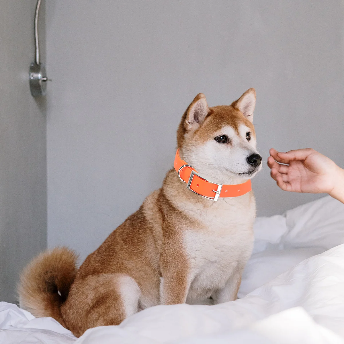 

Waterproof Dog Collar PVC Adjustable Pet Collar for Small Medium Dogs Orange Strong Sturdy Running Loss Prevention